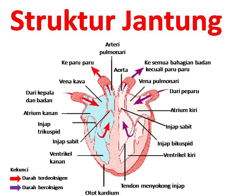 struktur-jantung-manusia1