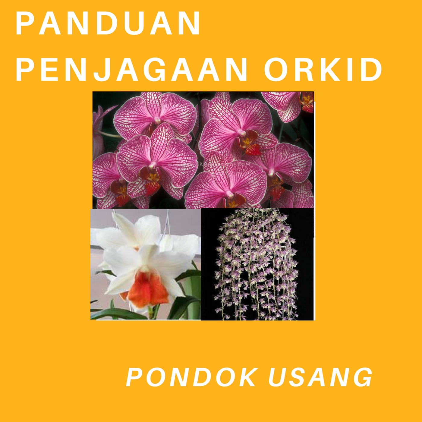 orkid cover